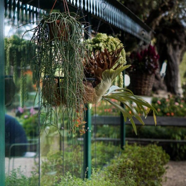 Greenhouse-Coffee-Madeira-The-Coffeevine-1