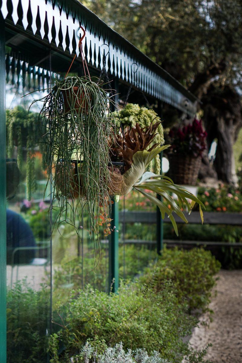 Greenhouse-Coffee-Madeira-The-Coffeevine-1